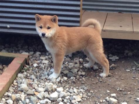 The Nihon Ken: Shiba Male Puppy