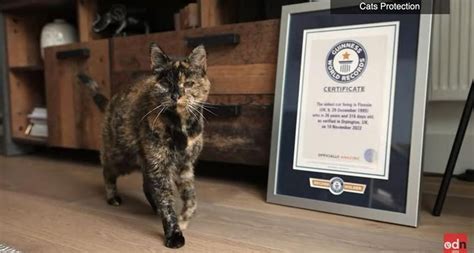 Berapa Umur Kucing Yang Tertua Di Dunia