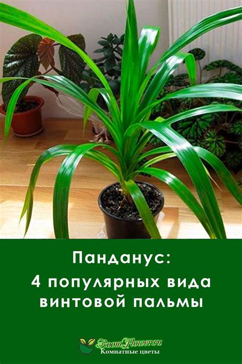 Панданус: 4 популярных вида винтовой пальмы | House plants, Plants, Garden