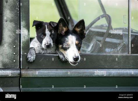 Working Sheepdog and Puppies Stock Photo - Alamy