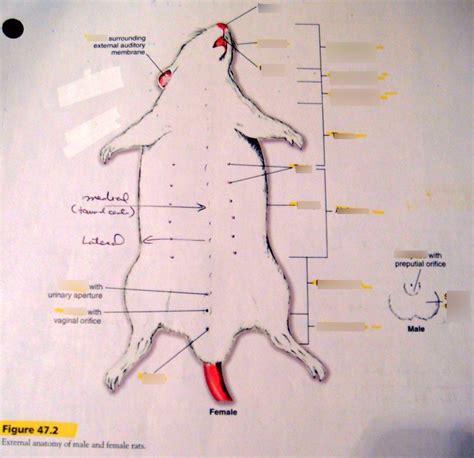 Rat regions external anatomy Diagram | Quizlet