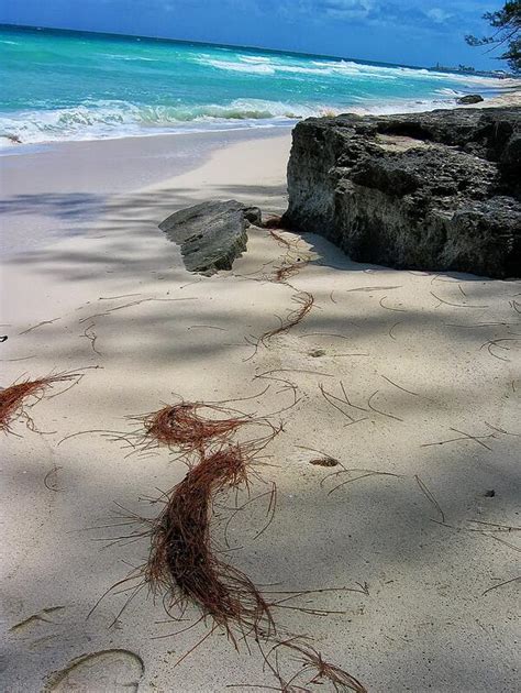 Bimini in the Bermuda Triangle | Blue Turtle Galleries