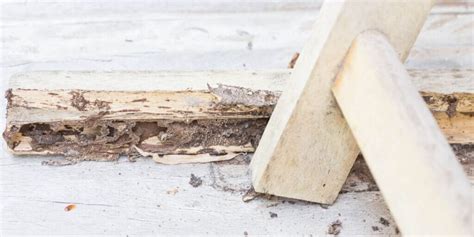 Why Do I Need An Annual Termite Inspection In Brisbane