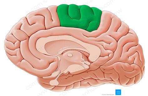 Paracentral Lobule 4759 Kenhub Image License Store