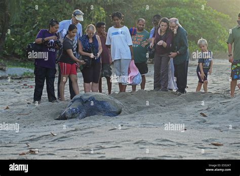 Leatherback Turtle Dermochelys Coriacea Adult Female Digging Hole