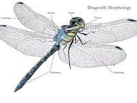 25 Anatomy of Odonata ideas | dragonfly art, damselfly, dragonfly