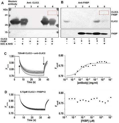 FKBP Does Not Bind Significantly To CLIC2 A B Zero Length