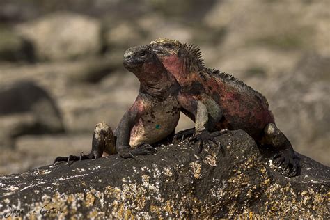 Iguana Marina Amblyrhynchus Cristatus Ecoregistros