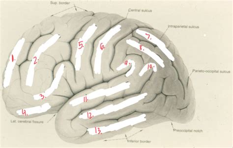 Neuroanatomy Exam Lab Flashcards Quizlet