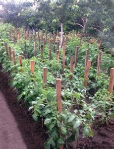 Томат Генерал: характеристика и описание сорта, отзывы