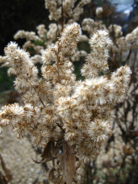 Goldenrods Wildfoods Wildlife