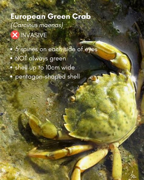 Native Crabs Vs Invasive European Green Crab SSISC