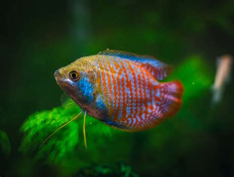 Gourami Types Different Species Of This Glorious Fish