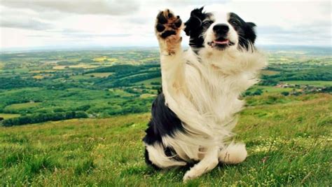 Cómo se reproducen los perros Explicado paso a paso