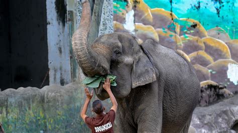 Elephant tramples woman to death, then attacks her corpse at funeral ...