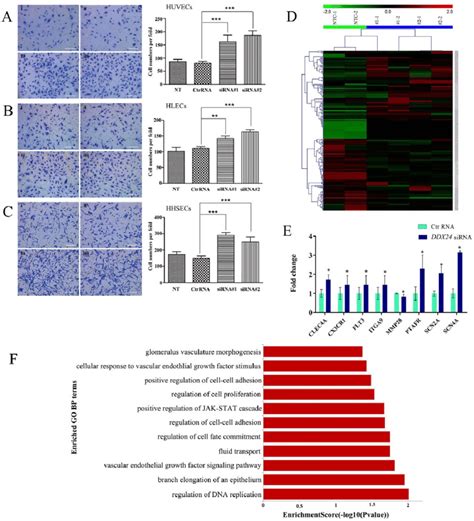 Effects Of Sirna Mediated Knockdown Of Ddx In Human Endothelial