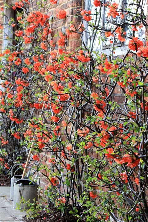 Top 10 Beautiful Climbing Plants For Fences And Walls Climbing