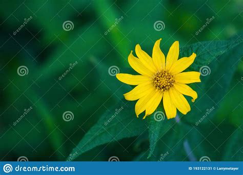 Woodland Sunflower Helianthus Divaricatus Stock Image Image Of Field