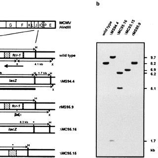 Characterization Of Mcmv Recombinants A Schematic Structure Of