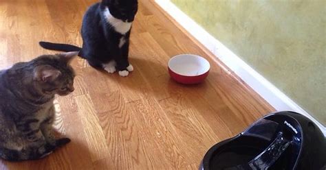 We Got A New Water Bowl For Our Cats That Has Constant Flowing Water They Sat Like This For