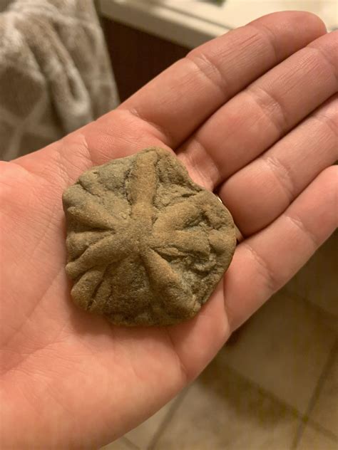 Fossil found in Rock Castle Co. KY anyone know what it could be? : r