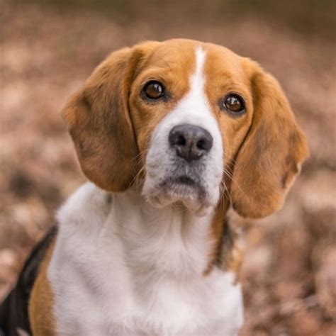 Beagle Caracter Sticas Temperamento Y Cuidados C Mo Educar A Un