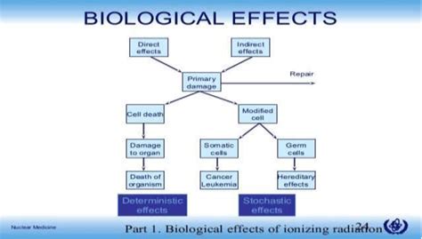 Biological effect of ionizing radiation [3] | Download Scientific Diagram