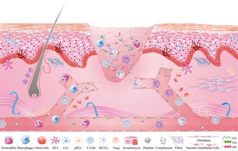 Frontiers Inflammatory Microenvironment Of Skin Wounds