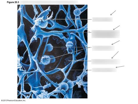 Reticular connective tissue in a human lymph node Diagram | Quizlet