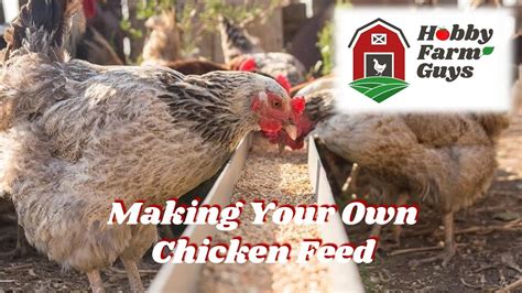 Making Your Own Chicken Feed Including Our Basic Recipe Youtube