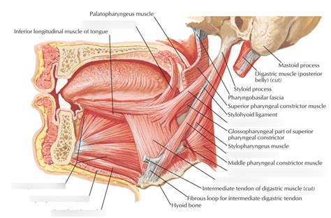 Tongue Diagram | Quizlet