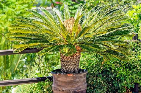 How To Grow And Care For Sago Palm Gardeners Path