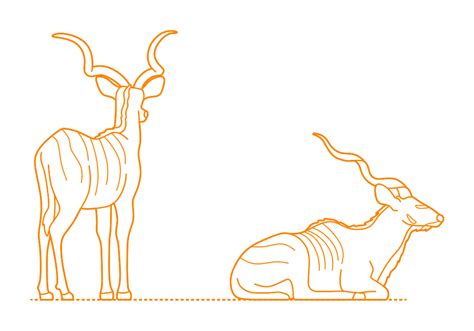 Greater Kudu Tragelaphus Strepsiceros Dimensions Drawings