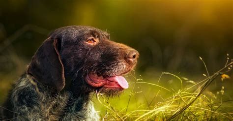 German Hunting Dogs: Info about the top 5 breeds incl. pictures - dogbible