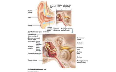 Lab Special Senses Vision Hearing Equilibrium Flashcards Quizlet