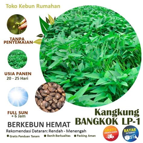 Jual Biji Benih Sayuran Bibit Kangkung Bangkok Daun Lebar Cocok