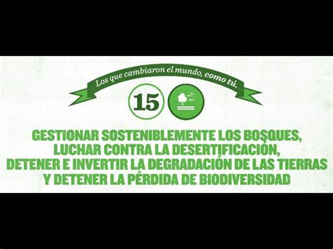 Por Qu Es Importante Hacer Una Gesti N Sostenible De Los Bosques