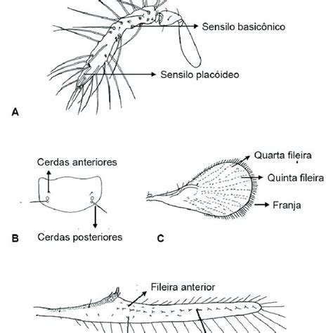 Morfologia De Trichogramma Antena Do Macho A Escutelo B Asa Download Scientific Diagram