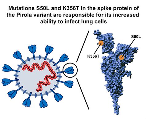 Mutations In Spike Protein Of Sars Cov Pirola Variant Found To