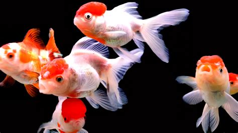 Goldfish 4K HD Wallpapers Backgrounds