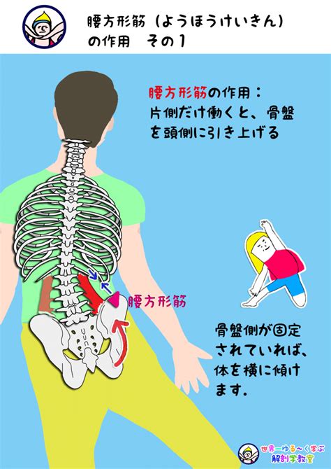 腰方形筋（ようほうけいきん）の作用 その1 Anatomy Yogaリアル解剖学教室