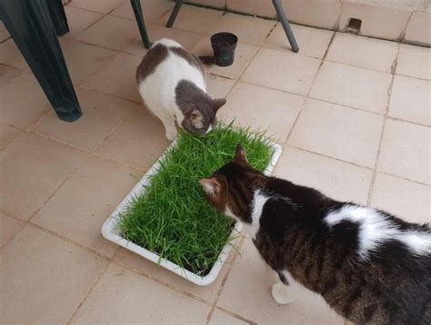 Hierba Para Gatos ¿ Para Qué Sirve