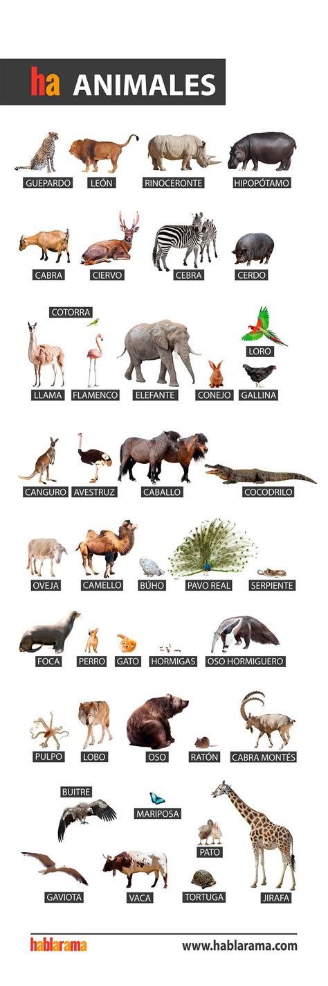 Nombres De Animales En Espanol