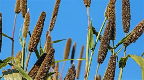 Brown Top Millet: Health Benefits, Recipes, and More - Chenab Gourmet