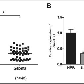 Upregulation Of Circ ITCH Inhibits Glioma Cell Growth In Vivo A