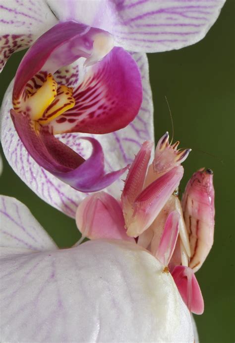 Praying Mantis Flower Camouflage Best Flower Site