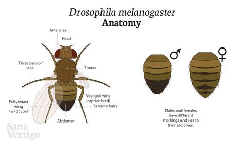 Discrepancia brumoso Persistente drosophila melanogaster anatomy ...