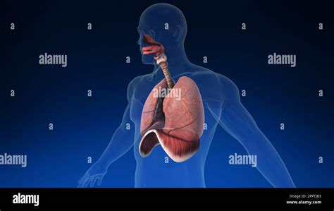 Medical 3d Animation Of The Human Lung With Its Parts Visible