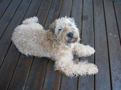 Wheaten Terrier - SpockTheDog.com