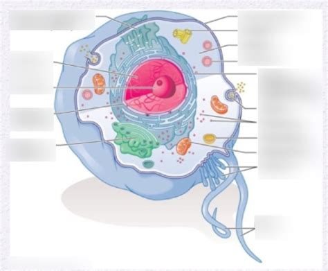 Eukaryote Diagram Quizlet